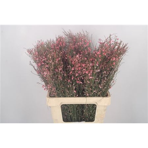 Ginster Pink Per Bunch