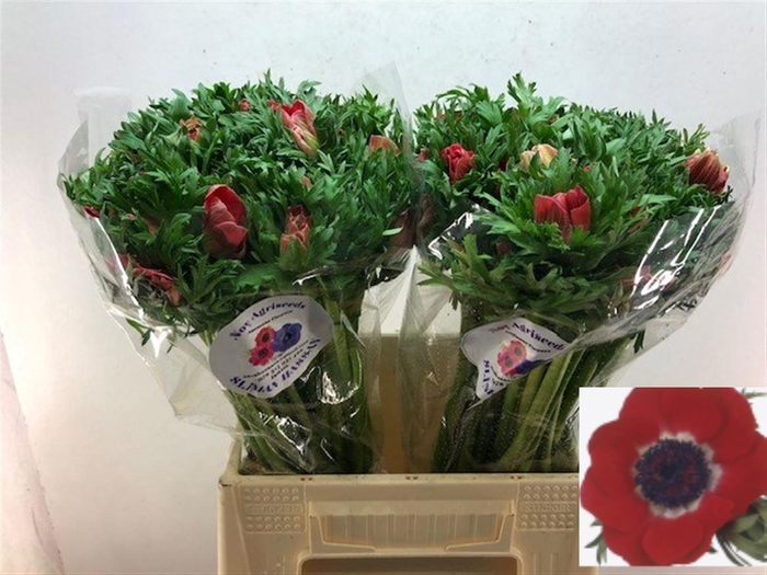 <h4>ANEM CO GALIL ROOD</h4>