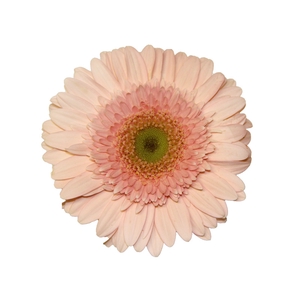 GERBERA PINK POWER >10 CM DIAM <050 CM PINK