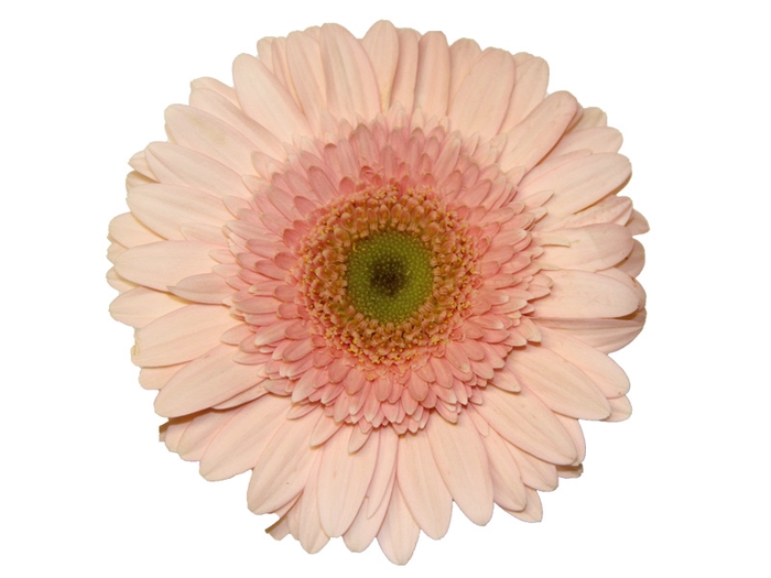 <h4>GERBERA PINK POWER >10 CM DIAM <050 CM PINK</h4>