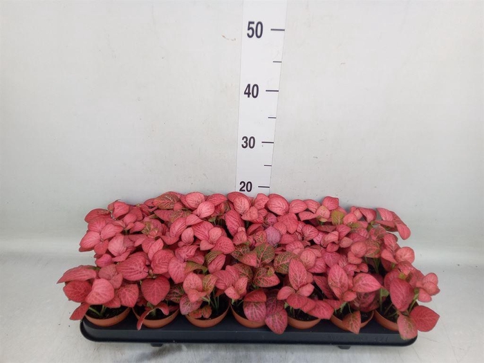 <h4>Fittonia  'Mosaic Pink Diamond'</h4>