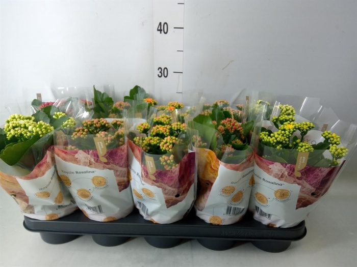 Anthurium andr. 'Tremendo'