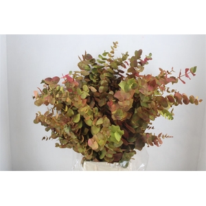 Euca Cinerea De Luxe 200gr P Bunch