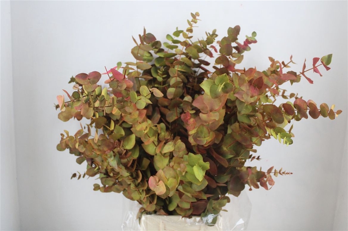 <h4>Euca Cinerea De Luxe 200gr P Bunch</h4>