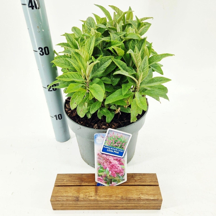 Buddleja Butterfly Candy Little Pin