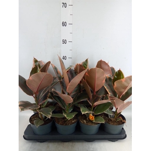 Ficus elastica 'Belize'