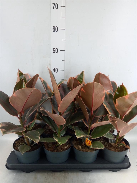 <h4>Ficus elastica 'Belize'</h4>