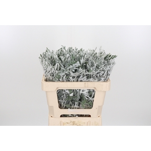 Senecio Maritima