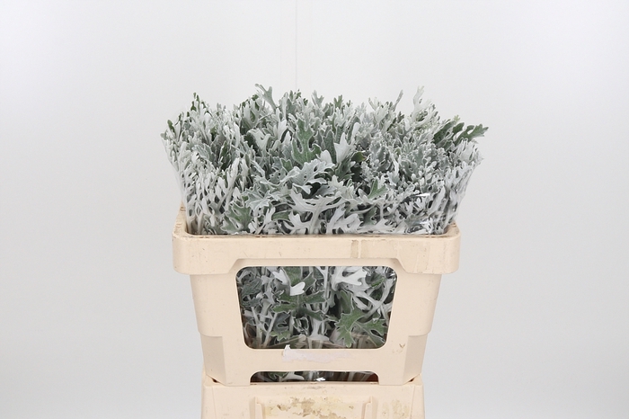 <h4>Senecio Maritima</h4>