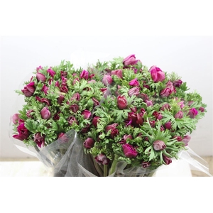 Anem Marianne Orchid