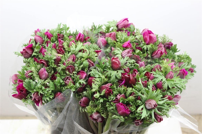 <h4>Anem Marianne Orchid</h4>