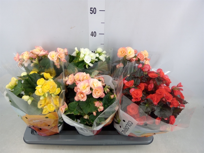 <h4>Begonia elat. DU   ...mix</h4>