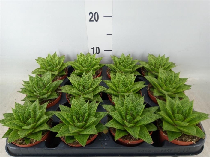 <h4>Gasteria  'D Tiga'</h4>