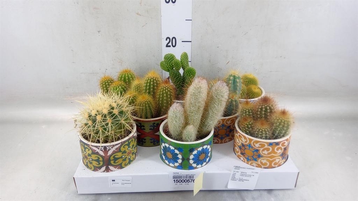 <h4>Cactus   ...</h4>
