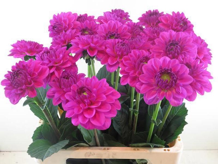 <h4>Dahlia Stratos Baars</h4>