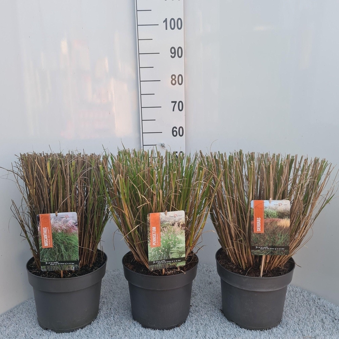 <h4>Siergrassen Mix P26</h4>