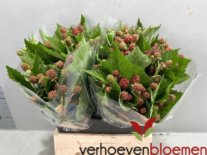 <h4>RUBUS FR CHESTER</h4>