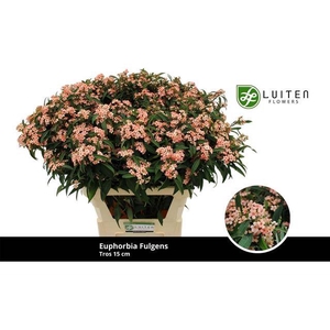 Euph Spray Pink Baron Luiten