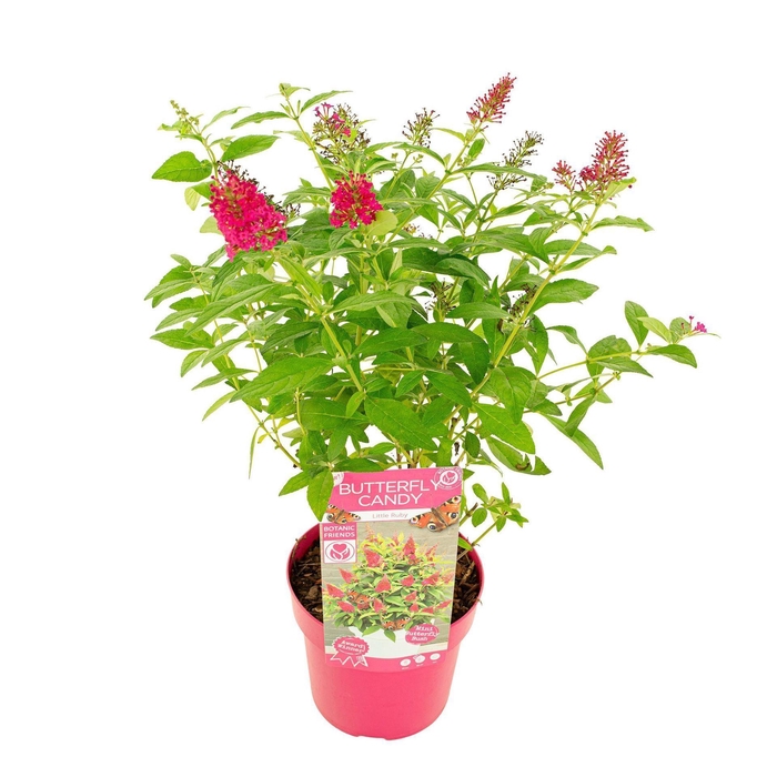 <h4>Buddleja Butterfly Candy Little Rub</h4>