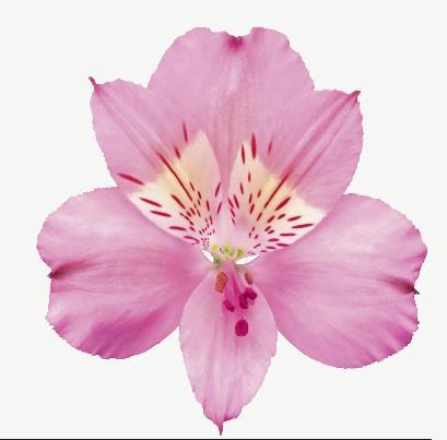 <h4>Alstr Stephanie</h4>