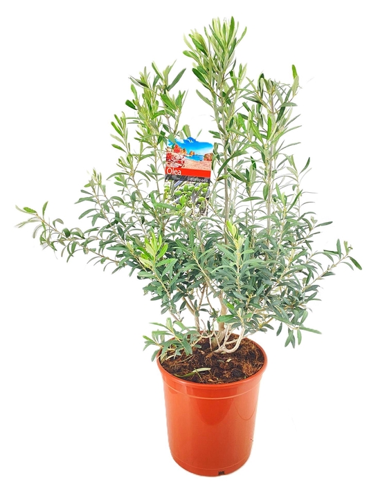 <h4>Olea europaea</h4>