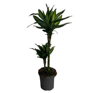 Dracaena overig