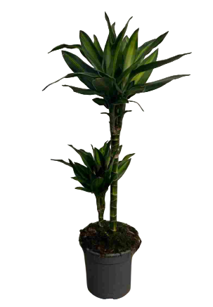 <h4>Dracaena overig</h4>