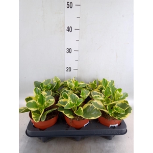 Peperomia obt. 'Obtipan Bicolor'