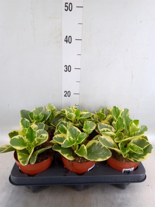 <h4>Peperomia obt. 'Obtipan Bicolor'</h4>