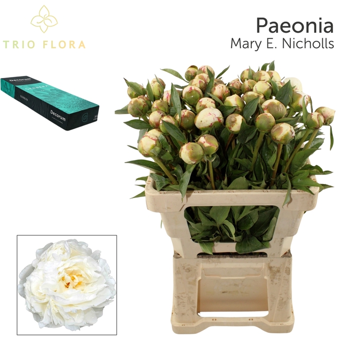<h4>PAEO L MARY NICHOLLS Small Box 20</h4>