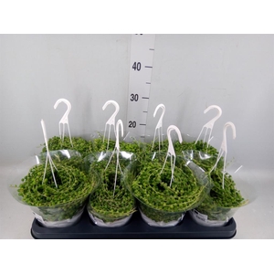 Senecio rowleyanus