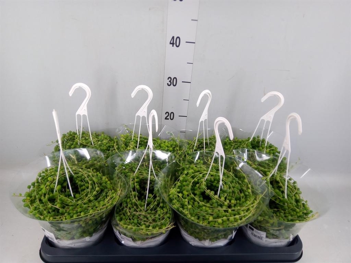 <h4>Senecio rowleyanus</h4>