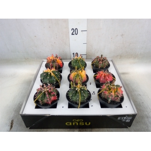 Gymnocalycium mihanov. 'Japan'  mix