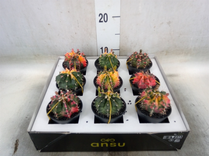 <h4>Gymnocalycium mihanov. 'Japan'  mix</h4>