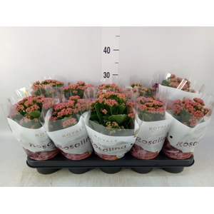 Kalanchoe blos. 'RosDon Victorio'