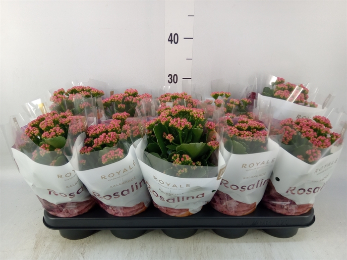 <h4>Kalanchoe blos. 'RosDon Victorio'</h4>