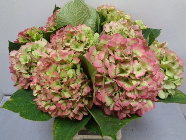 <h4>HYDR M CH VERENA CL</h4>