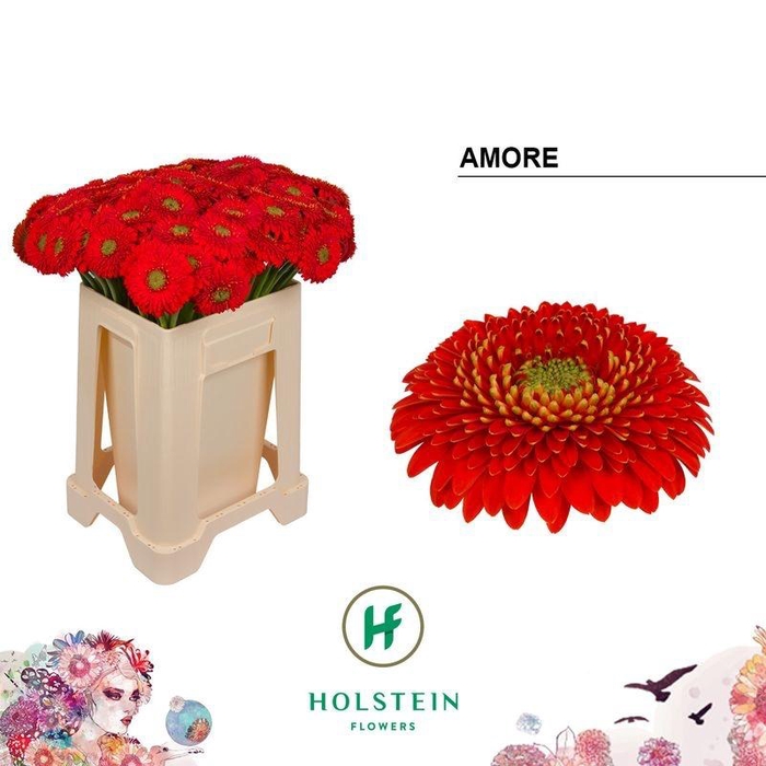 <h4>GE BV POMPONI AMORE</h4>