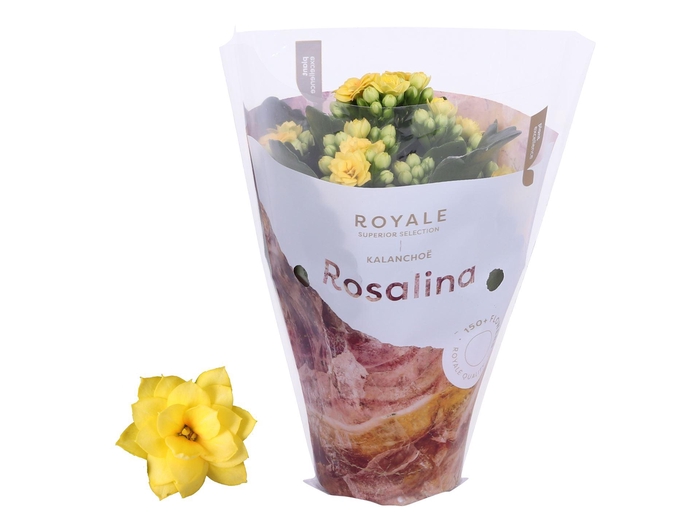 <h4>Kalanchoe blos. 'RosDon Amaril'</h4>