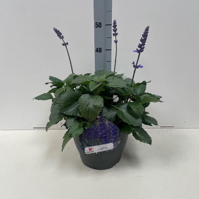 <h4>Salvia Farinacea 'Mystic Spires Blue'</h4>