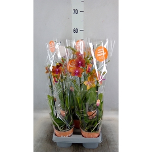 Phalaenopsis multi. 'Ant Bolgheri'