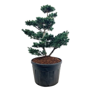 Pinus parv. 'Negishi'