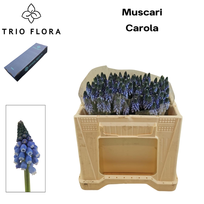 <h4>MUSCARI CAROLA S Box 100</h4>