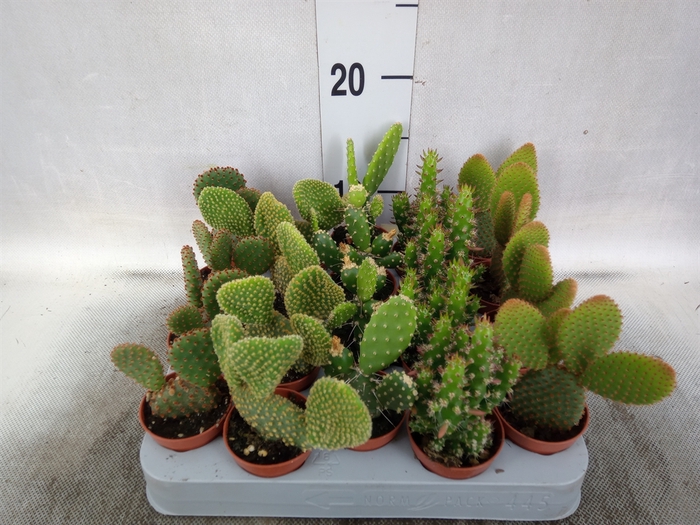 Opuntia