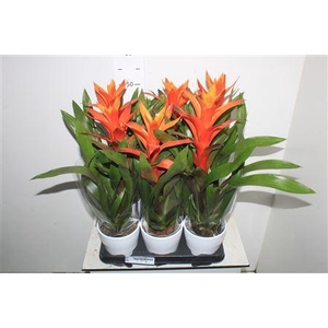 Guzm Variada In Keramiek Pot