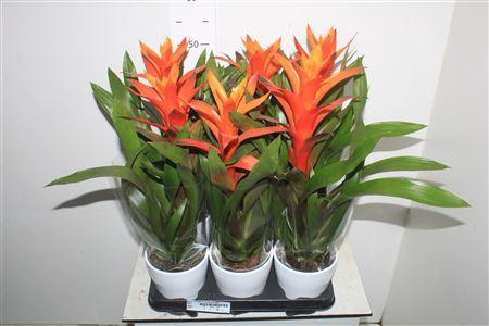 <h4>** Guzm Variada In Keramiek Pot * Spring Deal</h4>