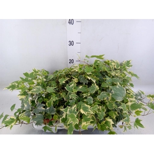 Hedera   ...variegated