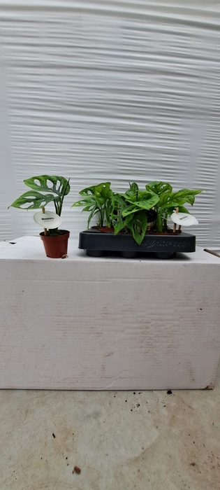 <h4>MONSTERA ADANSONII</h4>