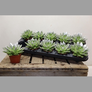 Echev Miranda Paint Silver Tip