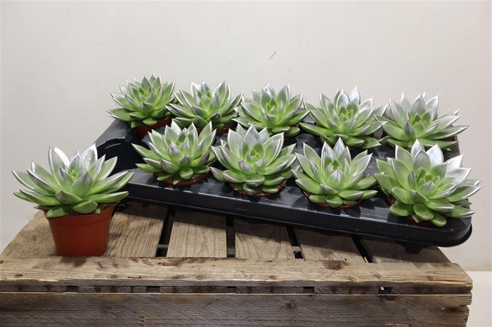 <h4>Echev Miranda Paint Silver Tip</h4>